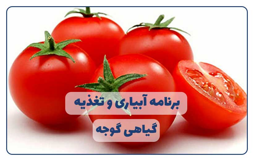 برنامه تغذیه گوجه فرنگی